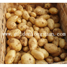 Pommes de terre fraîches, bonne qualité et prix compétitif